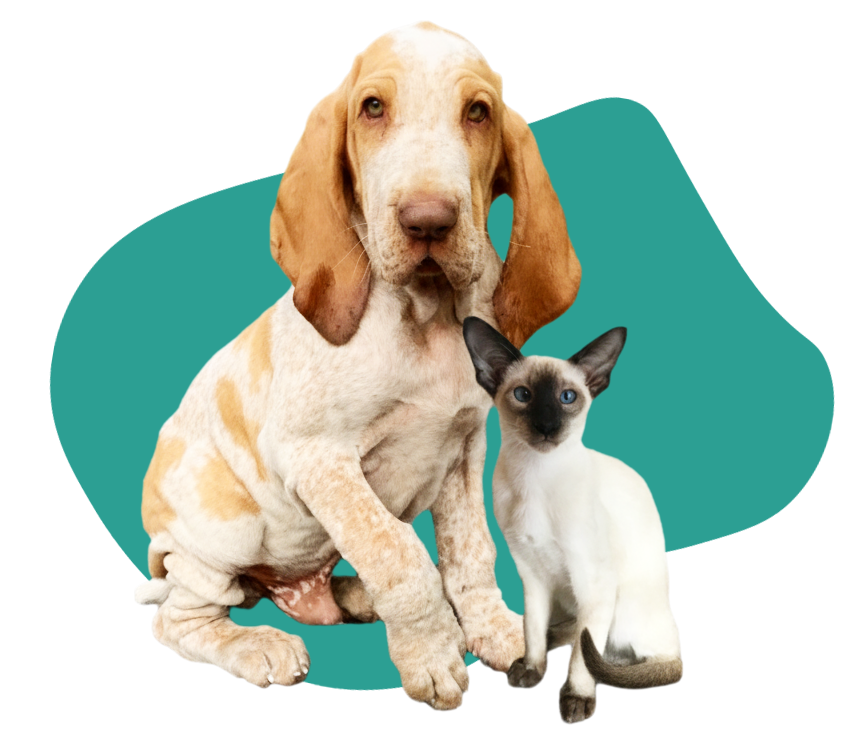 Image chien Braque et chat Siamois