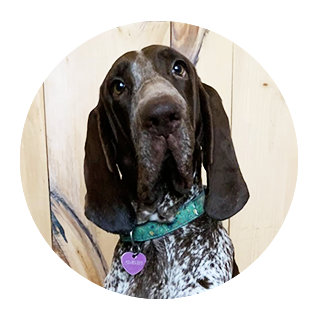 Cachou, braque italien