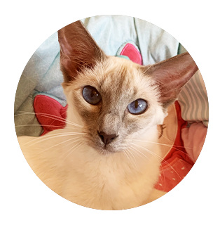 Cachou, braque italien