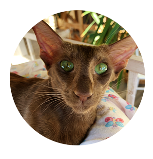 Cachou, braque italien